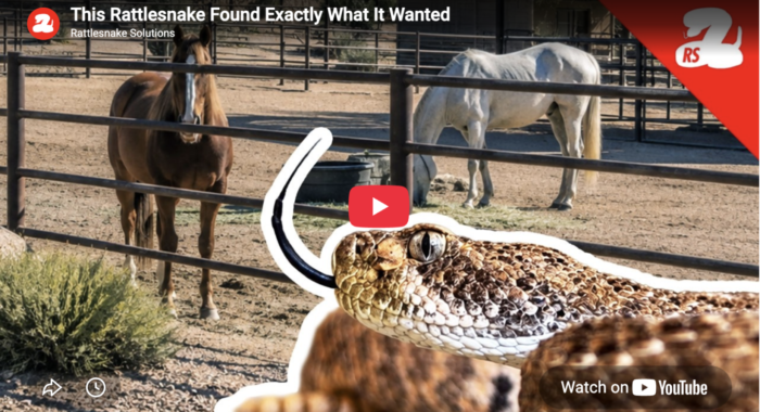 This Rattlesnake Found Exactly What It Wanted